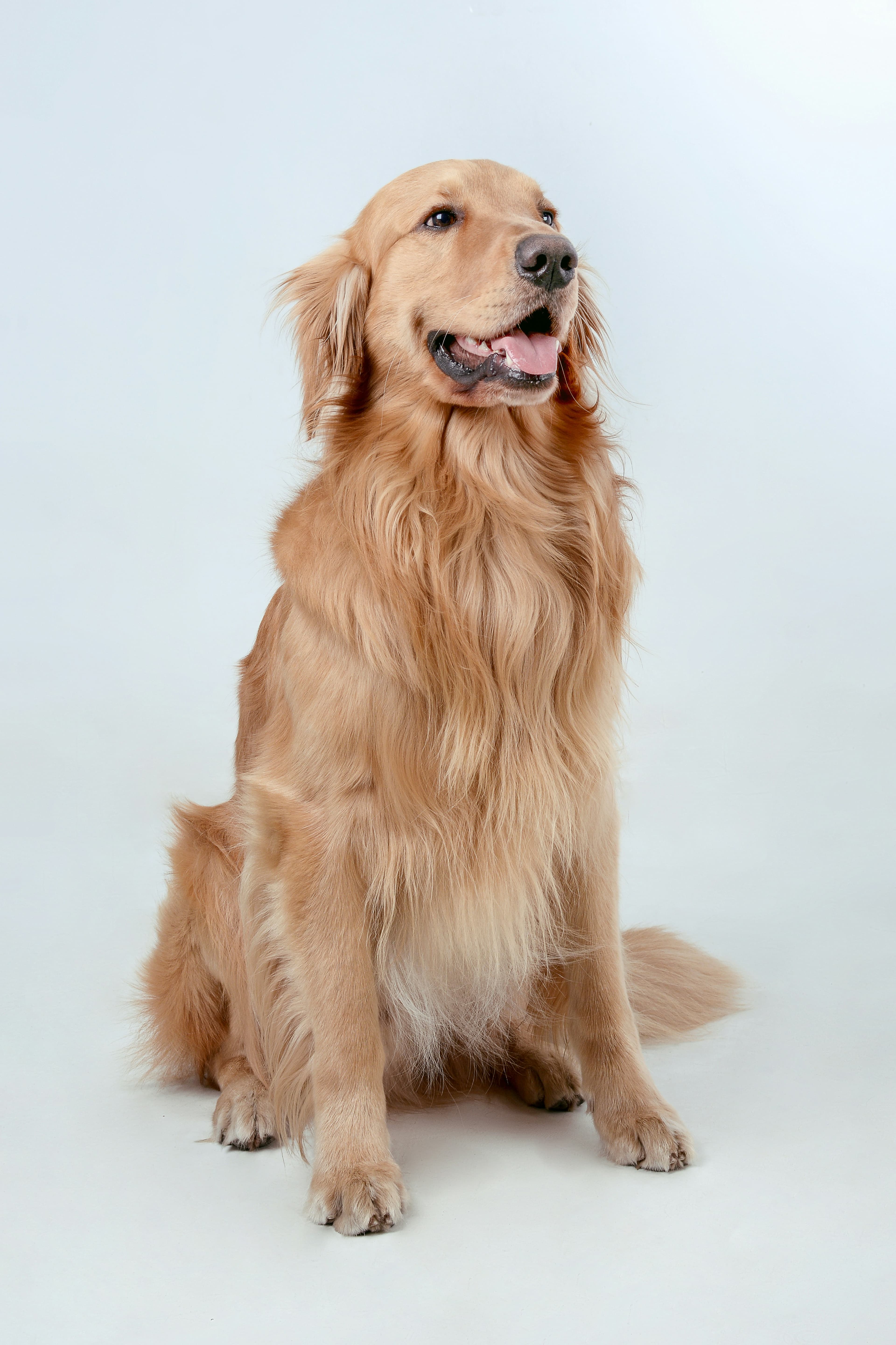 Animal receiving care